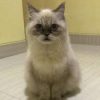 Avatar Penulis